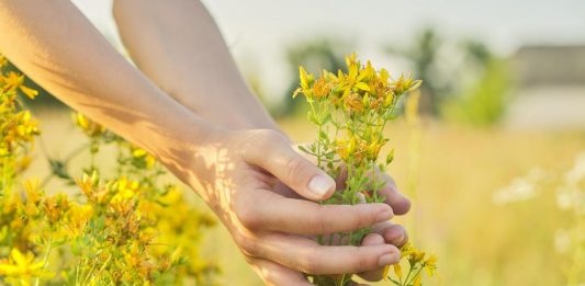 Mnoge žene koriste kantarion, ali ne znaju jednu važnu stvar: Kada zaista pomaže intimnom zdravlju? Mnoge žene koriste kantarion, ali ne znaju jednu važnu stvar: Kada zaista pomaže intimnom zdravlju? - featured image