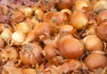 BAŠTOVANI POLUDELI ZA OVIM TRIKOM Kinezi na ovaj način sade luk, a rod je DUPLO VEĆI BAŠTOVANI POLUDELI ZA OVIM TRIKOM Kinezi na ovaj način sade luk, a rod je DUPLO VEĆI - featured image