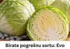 Birate pogrešnu sortu: Evo koji kupus je najbolji za kišeljenje, idealnih dimenzija i teksture Birate pogrešnu sortu: Evo koji kupus je najbolji za kišeljenje, idealnih dimenzija i teksture - featured image