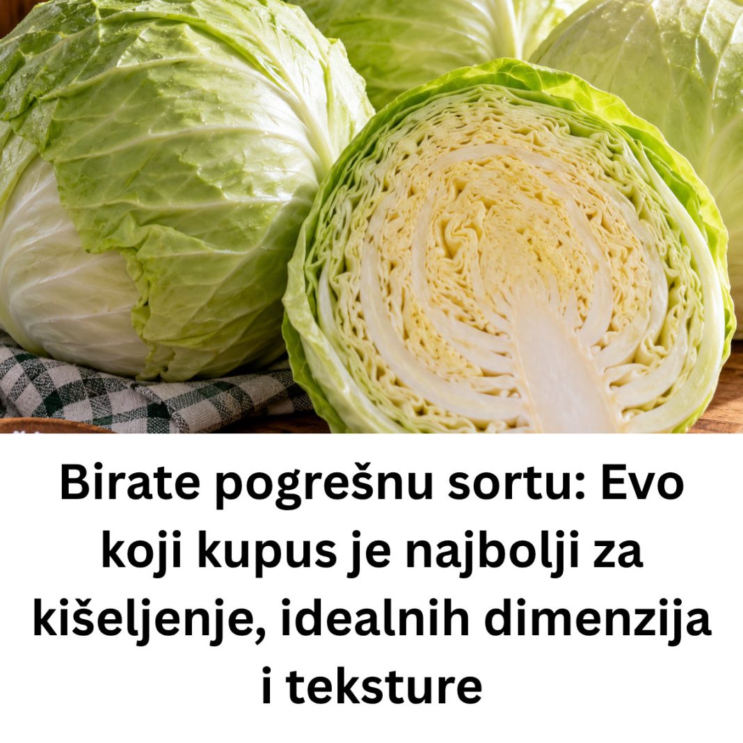 Birate pogrešnu sortu: Evo koji kupus je najbolji za kišeljenje, idealnih dimenzija i teksture - featured image Birate pogrešnu sortu: Evo koji kupus je najbolji za kišeljenje, idealnih dimenzija i teksture - featured image